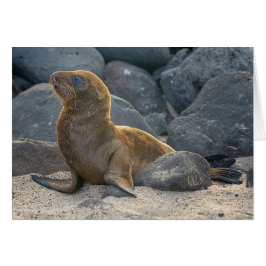 Galapagos Sea Lion Cards (Front Horizontal)
