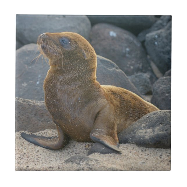 Galapagos Sea Lion Ceramic Tile (Front)