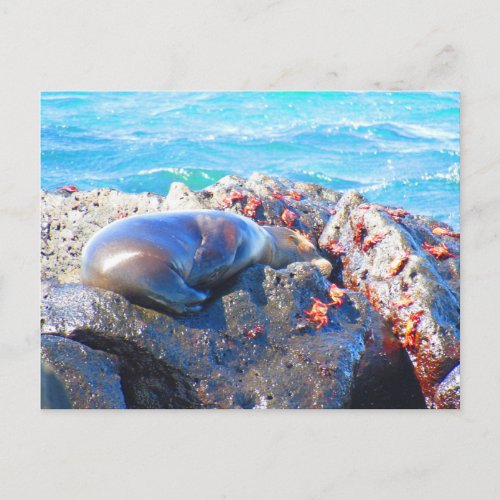 galapagos sea lion crabs postcard