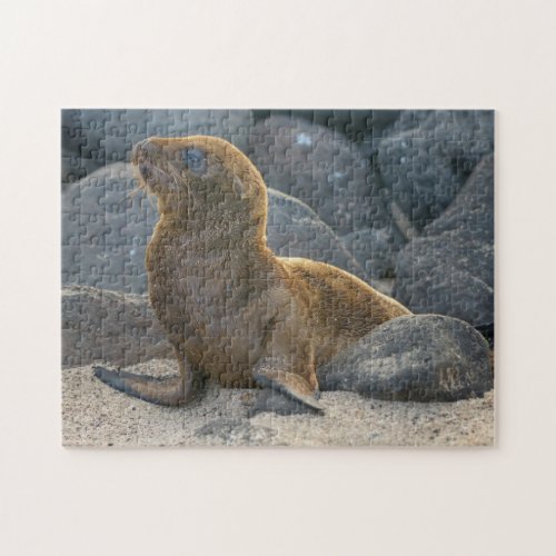 Galapagos sea lion jigsaw puzzle