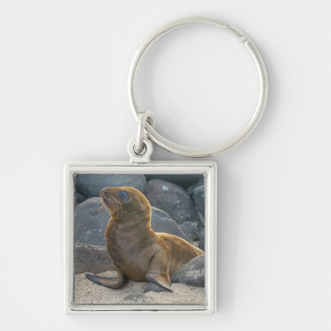Galapagos Sea Lion Keychain (Front)