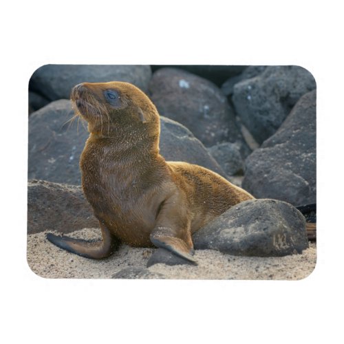 Galapagos sea lion magnet