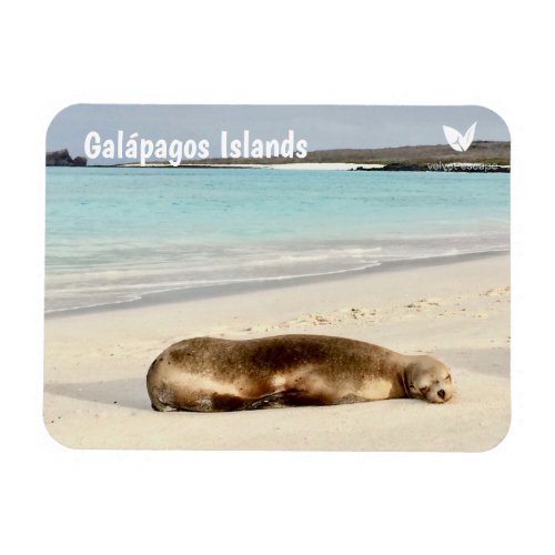 Galapagos sea lion magnet _ by Velvet Escape