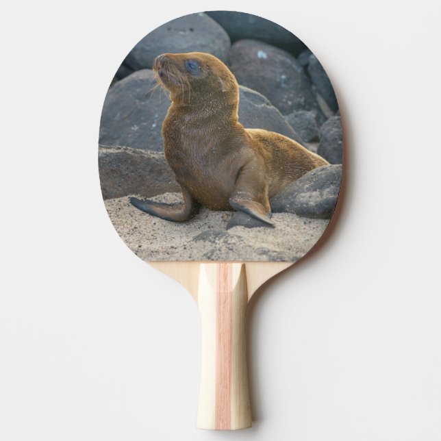 Galapagos Sea Lion Ping-Pong Paddle (Front)