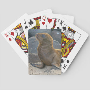 Galapagos Sea Lion Poker Cards