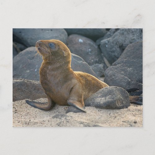 Galapagos sea lion postcard