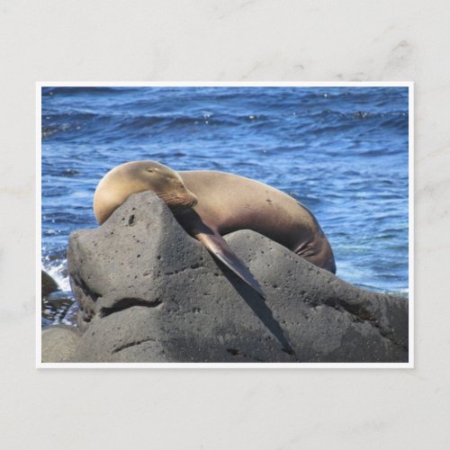 galapagos sea lion postcard
