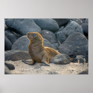 Galapagos Sea Lion Poster
