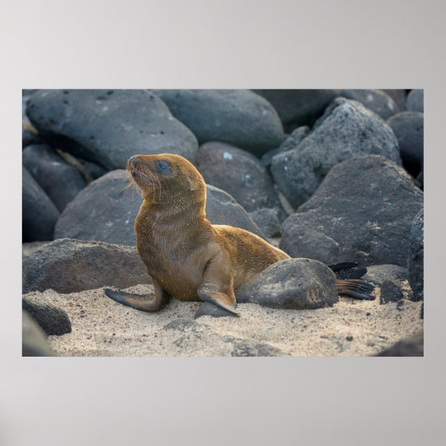 Galapagos Sea Lion Poster (Front)