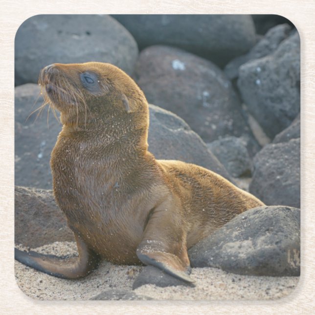 Galapagos Sea Lion Square Paper Coaster (Front)