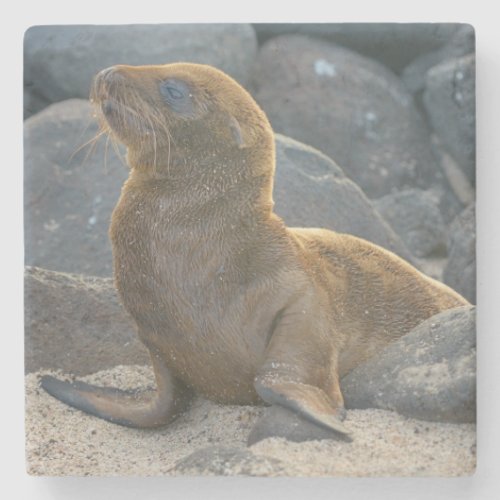 Galapagos sea lion stone coaster