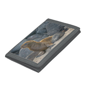 Galapagos Sea Lion Tri-fold Wallet