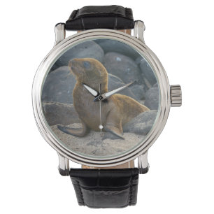 Galapagos Sea Lion Watch