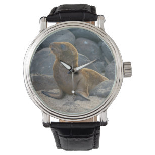 Galapagos sea lion watch