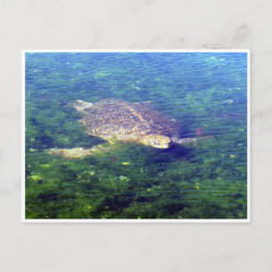 galapagos sea turtle postcard