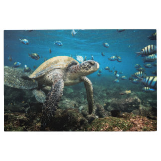 Galápagos Sea Turtle with Sergeant Major Fish Metal Print