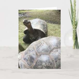 galapagos tortoise greeting card #2 (funny inside)