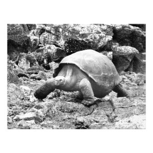 Galapagos Tortoise Photo Print
