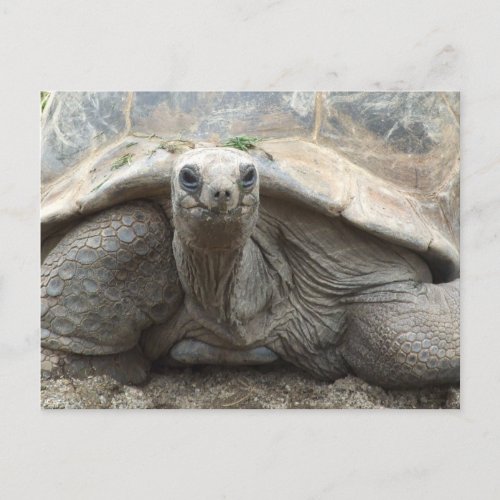 Galapagos Tortoise Postcard