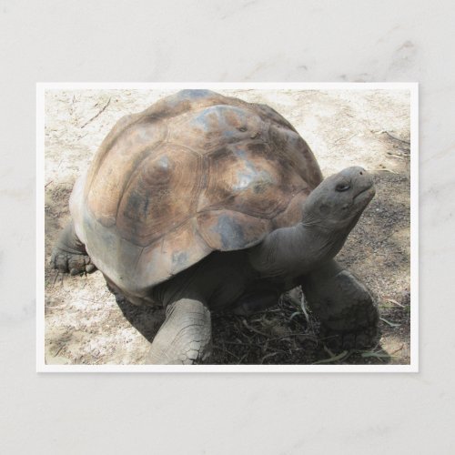 galpagos tortoise postcard