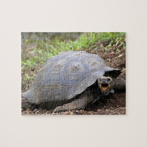 Galapagos Tortoise with mouth open Jigsaw Puzzle