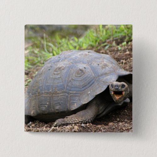 Galapagos Tortoise with mouth open Pinback Button