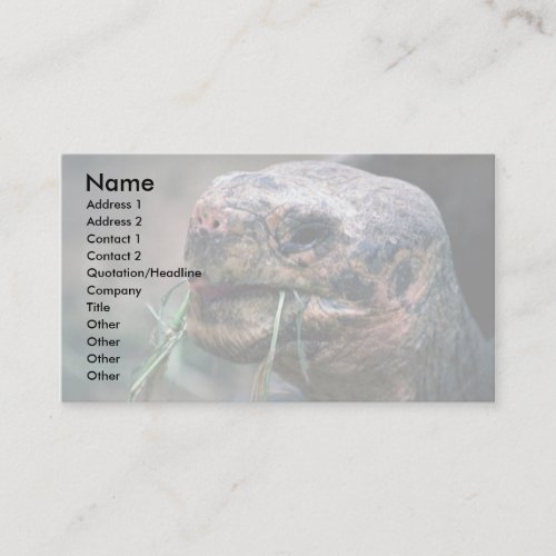 Galapagos Turtle, Galapagos Islands Business Card
