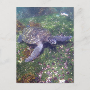 galapagos turtle green postcard