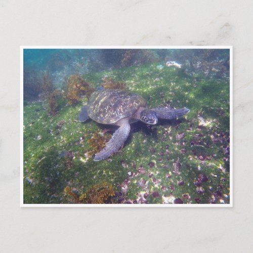 galapagos turtle postcard