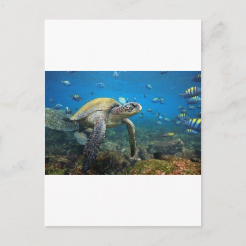Galapagos turtles swimming in lagoon postcard