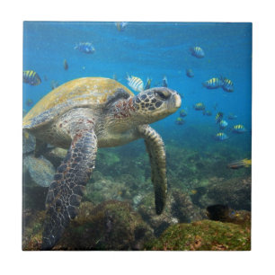 Galapagos turtles swimming in lagoon tile