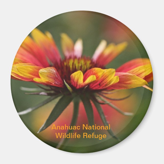 Galardia Magnet (Front)