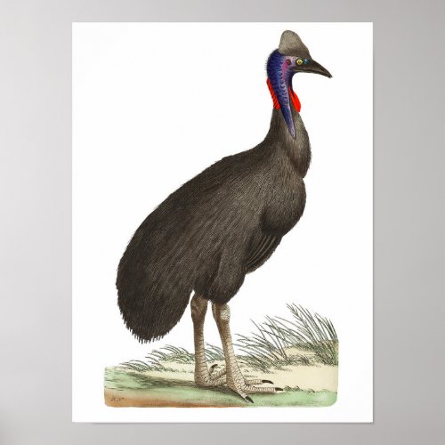 Galeated Cassowary by George Shaw Poster