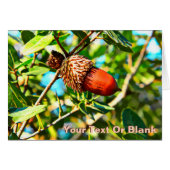 Galilee Acorn (Front Horizontal)