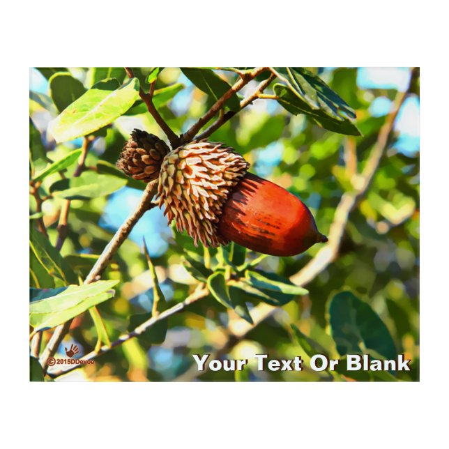 Galilee Acorn Acrylic Print (Front)