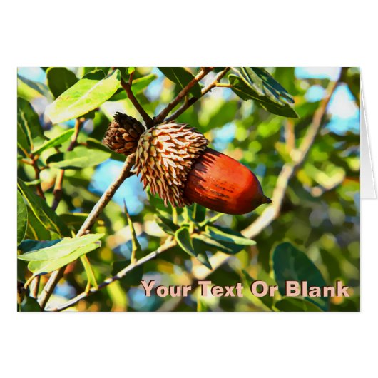 Galilee Acorn Cards (Front Horizontal)
