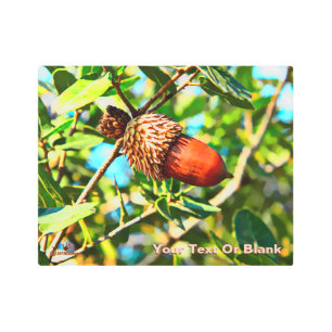 Galilee Acorn Metal Print