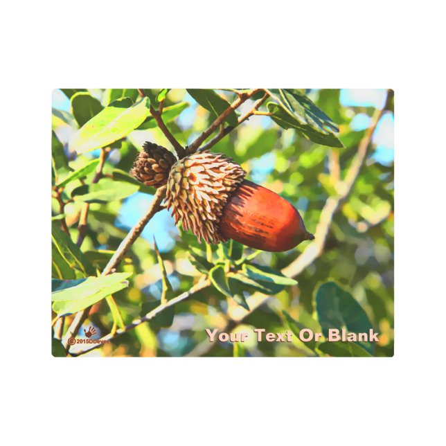 Galilee Acorn Metal Print (Front)