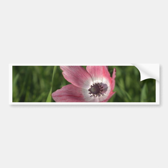 Galilee Anemone Calanit, Israel, Holy Land Bumper Sticker