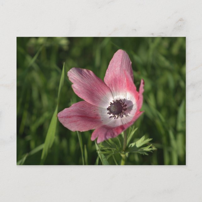 Galilee Anemone Calanit, Israel, Holy Land Postcard (Front)