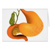 Gall Bladder With Stomach (Front Horizontal)