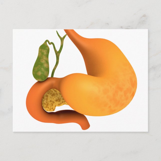 Gall Bladder With Stomach Postcard (Front)
