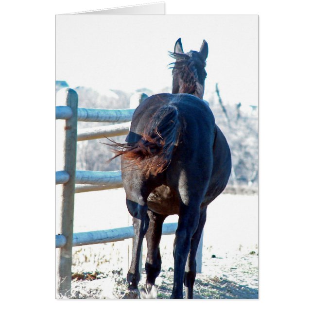 Gallop Away Cards (Front)