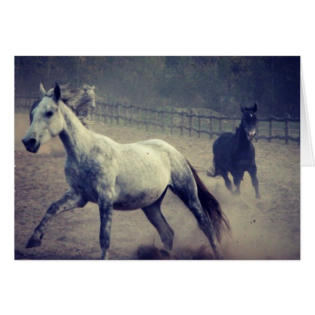 Gallop Cards (Front Horizontal)
