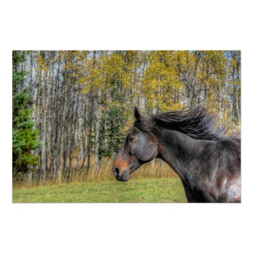 Galloping Black Horse Horse_lover Equine Photo Poster