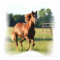 Galloping Chestnut Canvas Print