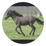 Galloping Colt Sticker