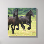 Galloping Friesian Horses Canvas Print