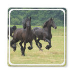 Galloping Friesian Horses Magnet
