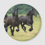 Galloping Friesian Horses  Magnet